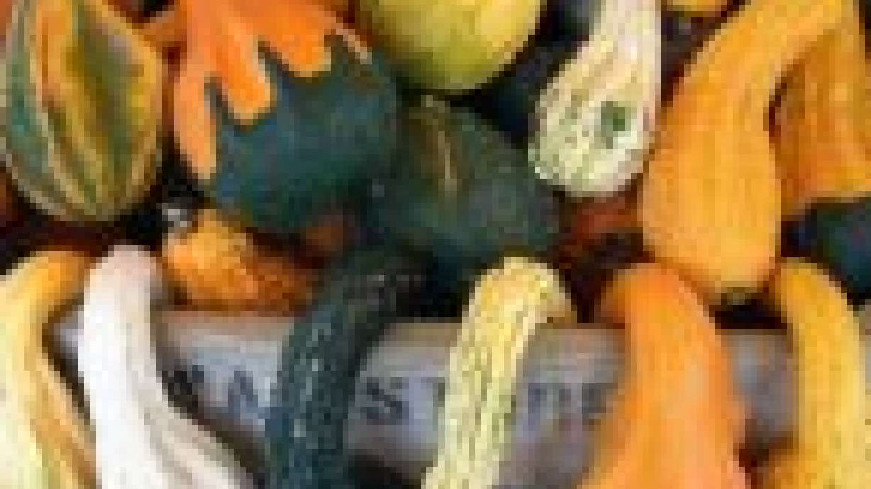 Squashes Are Easy To Grow And Store