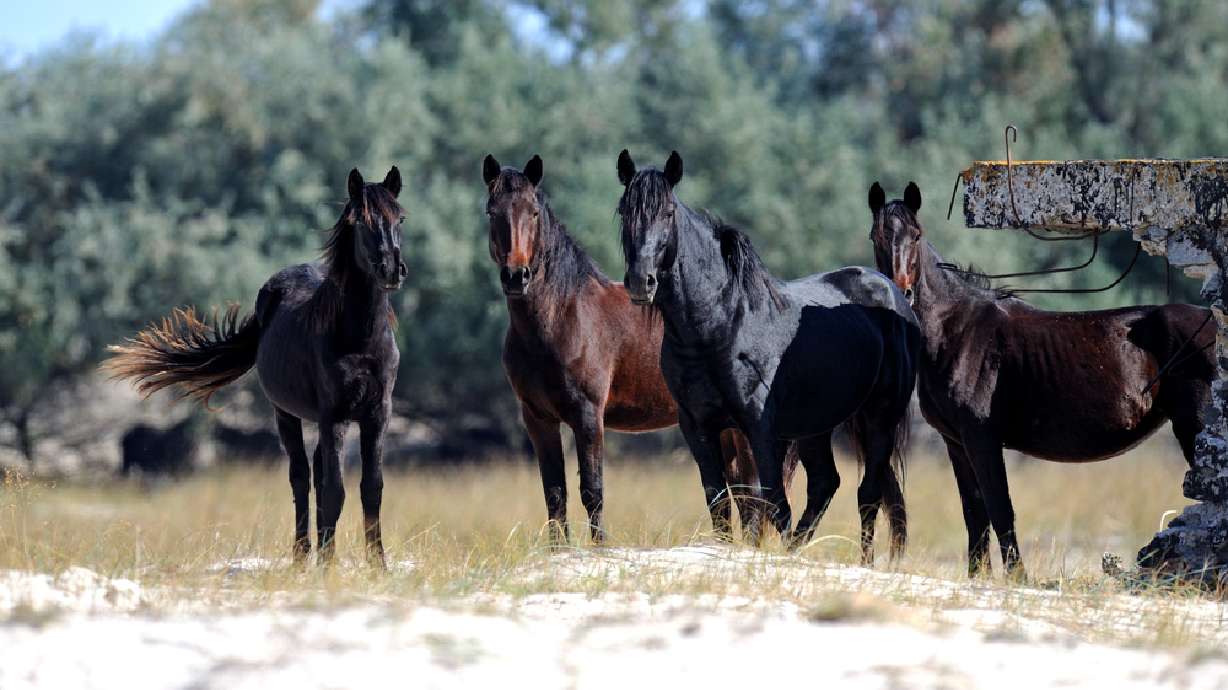Feds to begin wild horse roundup in Utah
