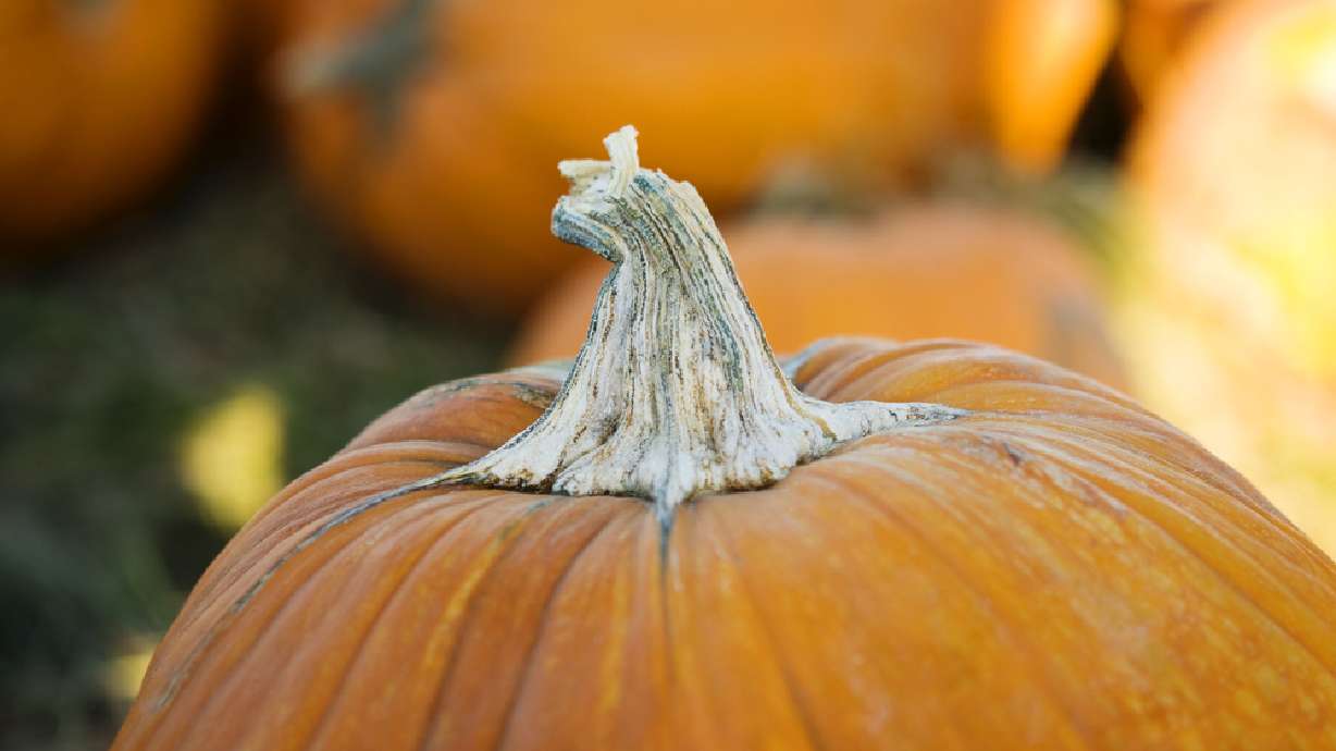 Where to find you-pick pumpkin farms around the state