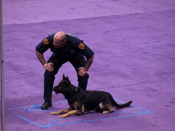 K9 Officer Cale Lennberg and K9 Troll compete in the 19th Annual Las Vegas Metro K-9 Trials.