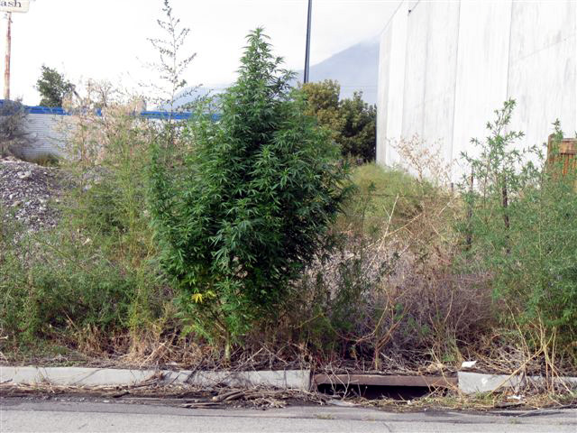 Jolly Green Giant: pot plant hidden in plain sight