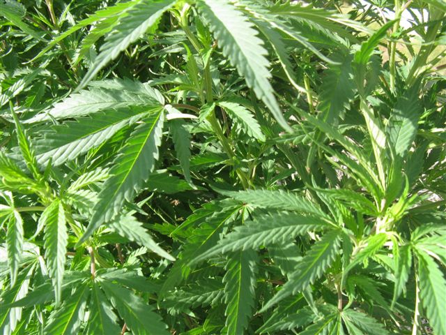 S. Utah officials warn about marijuana grows