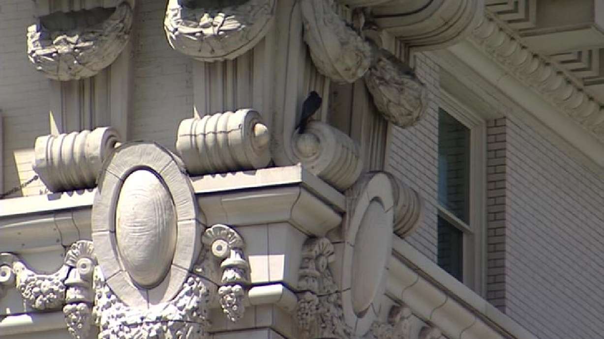 Peregrine Falcons to Urge Four Youngsters to Take Flight