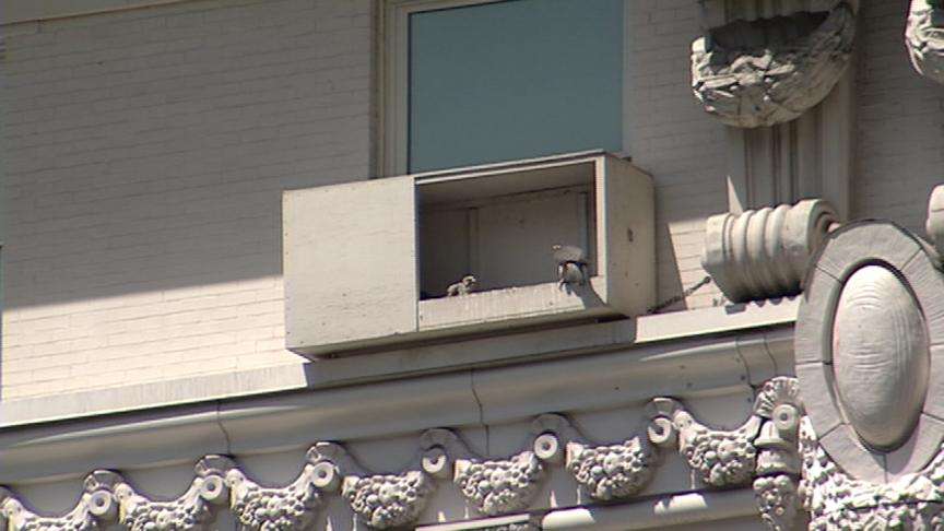 Peregrine Falcons to Urge Four Youngsters to Take Flight
