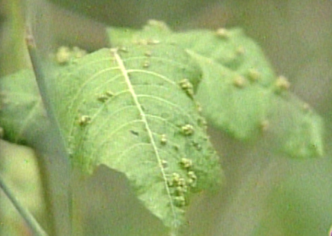 Poison Ivy Growing More Toxic
