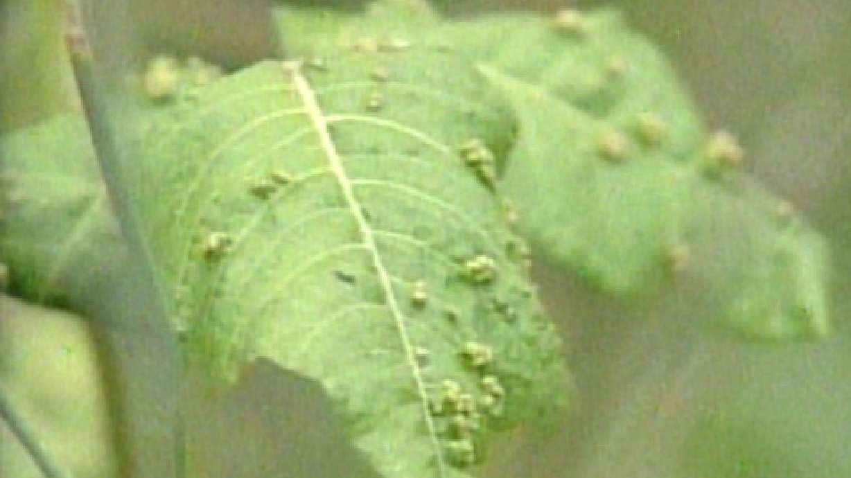 Poison Ivy Growing More Toxic