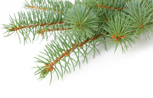 Utah forests begin selling Christmas tree permits