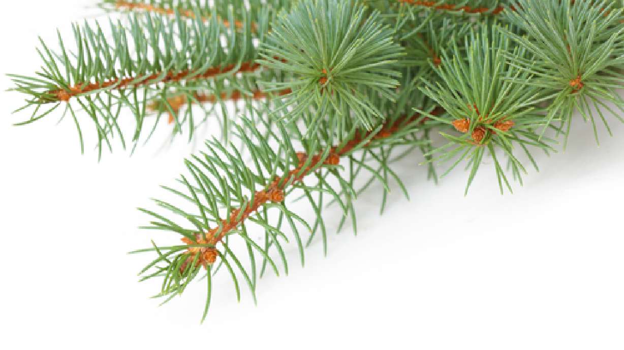 Utah forests begin selling Christmas tree permits