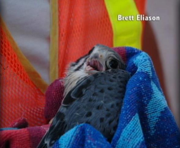 Bird Rescued from Downtown Salt Lake at Just the Right Moment