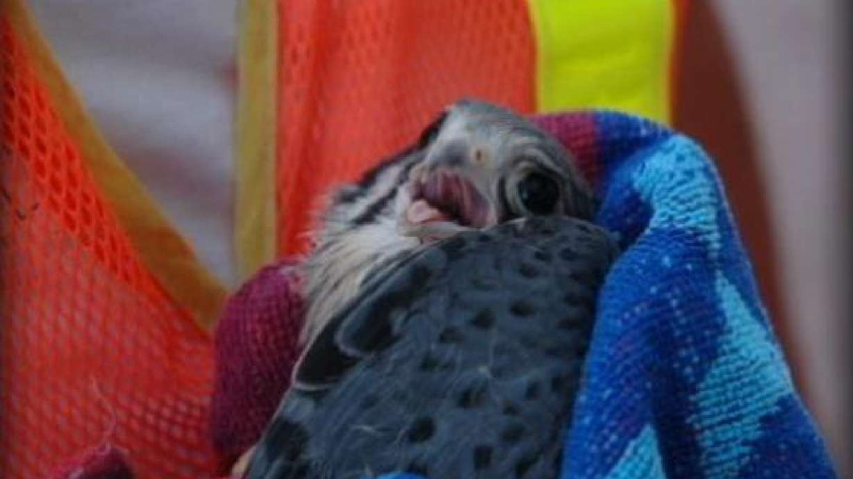 Bird Rescued from Downtown Salt Lake at Just the Right Moment