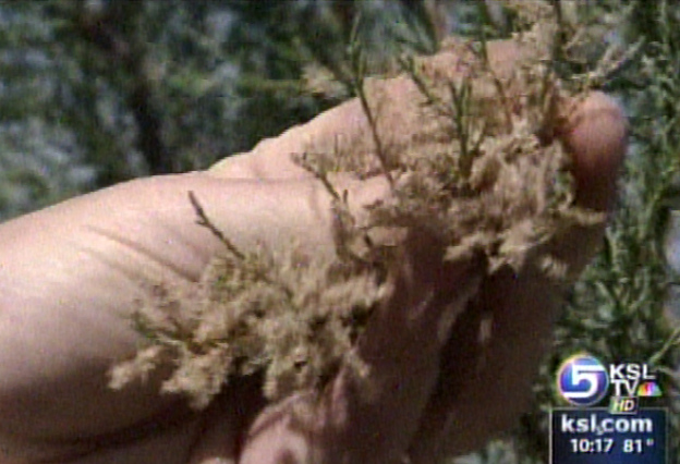 Beetles Being Imported to Kill Water-hungry Plant