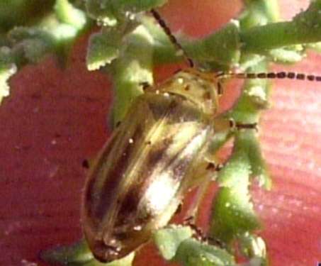 Beetles Being Imported to Kill Water-hungry Plant