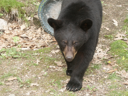 Campground Opens After Bear Fears Subside