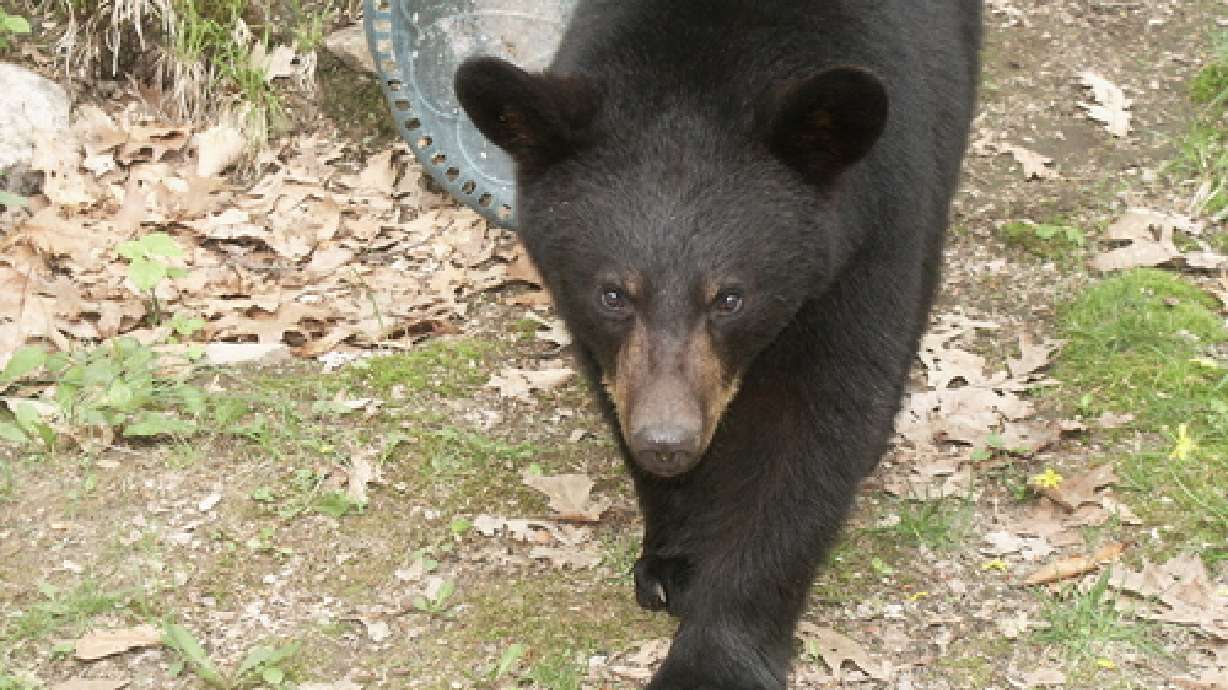 Campground Opens After Bear Fears Subside
