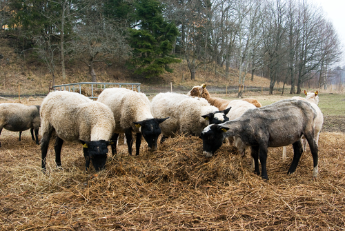 USU administrator wins grant to study sheep genome