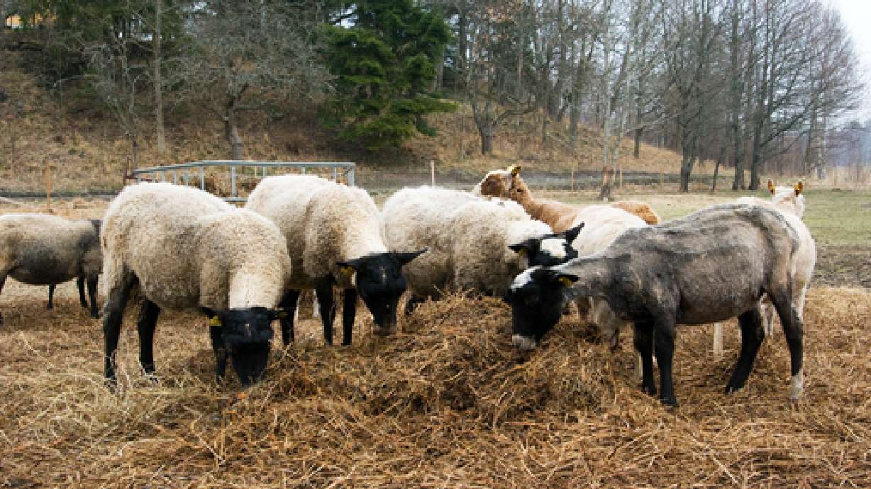 USU administrator wins grant to study sheep genome