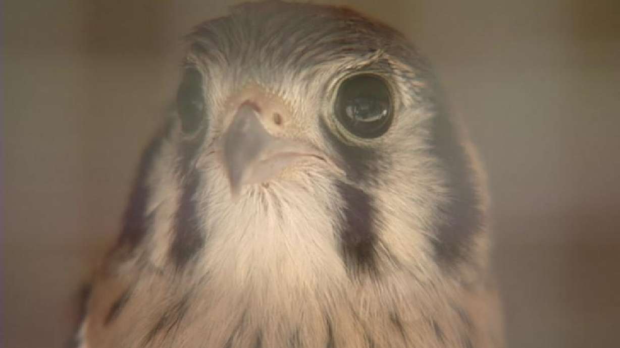 Raptor Rehab at Tracy Aviary and DWR Helping Birds Take Flight
