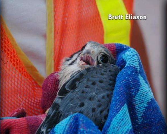 Raptor Rehab at Tracy Aviary and DWR Helping Birds Take Flight