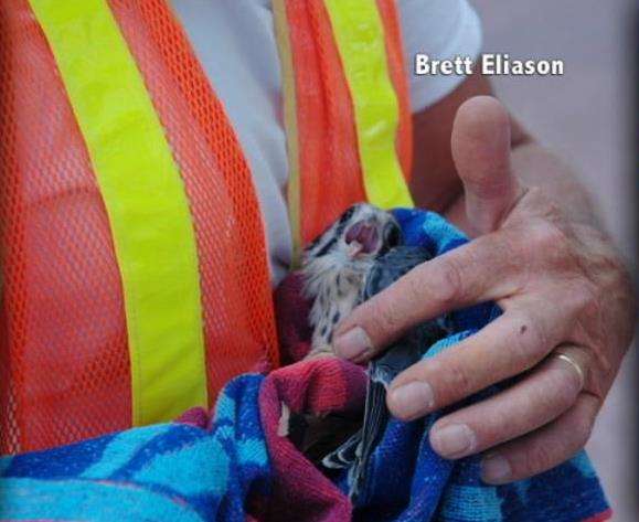 Raptor Rehab at Tracy Aviary and DWR Helping Birds Take Flight