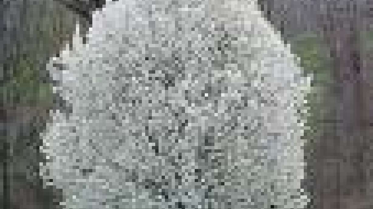 All You Need To Know About Flowering Pears