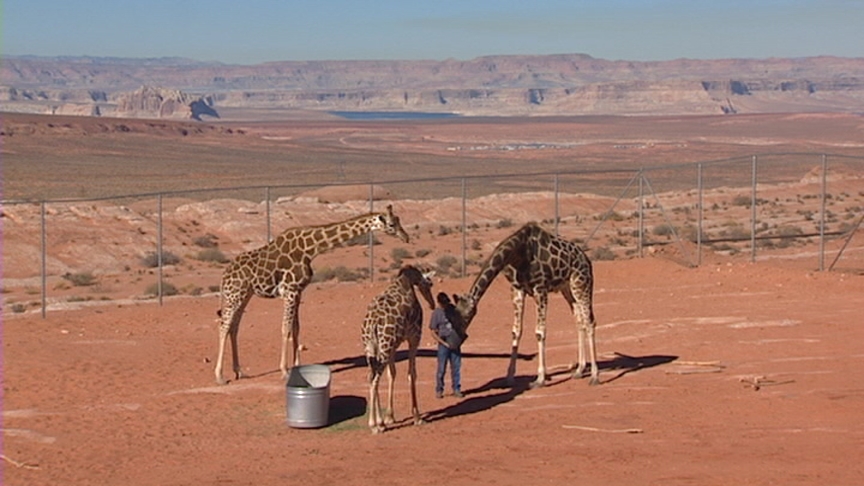 Court battle over Neverland Ranch giraffes begins