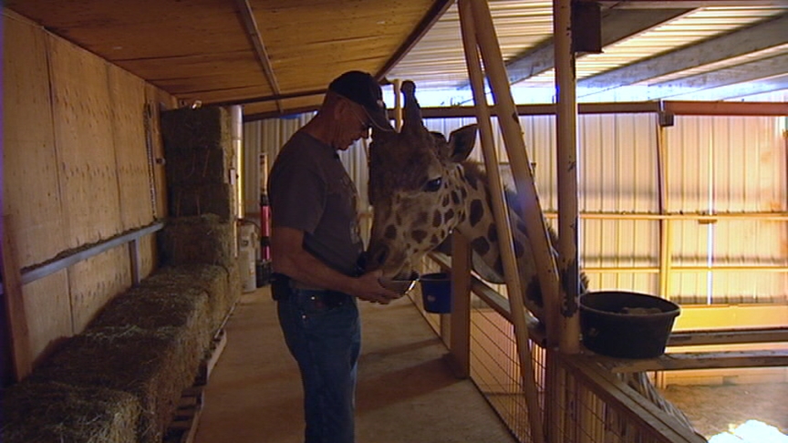 Court battle over Neverland Ranch giraffes begins