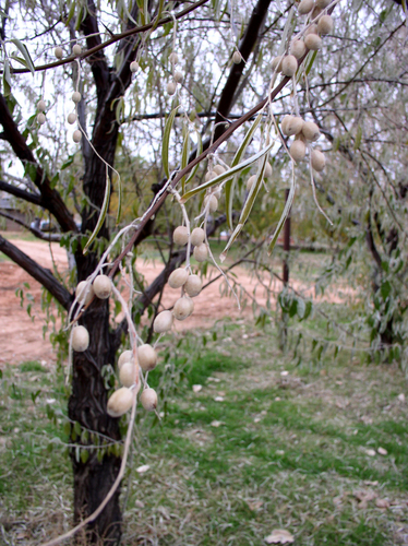 Group works to get rid of invasive plant in Utah