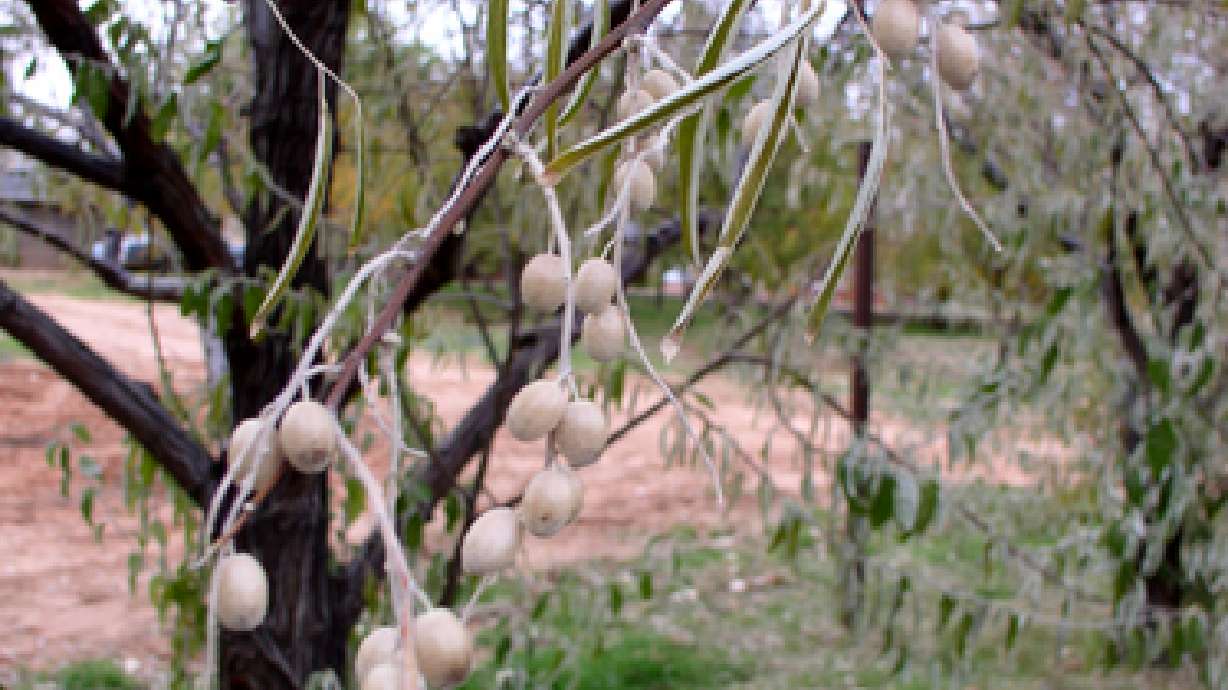 Group works to get rid of invasive plant in Utah