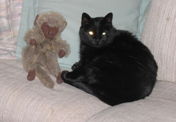 Vet reports H1N1 in Park City cat