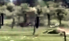 Video Shows Cow Being Dragged by Van