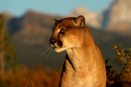 St. George Residents Warned to be on the Lookout for Cougar
