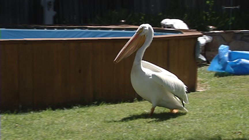 Pelican Behind Power Outage in Cottonwood