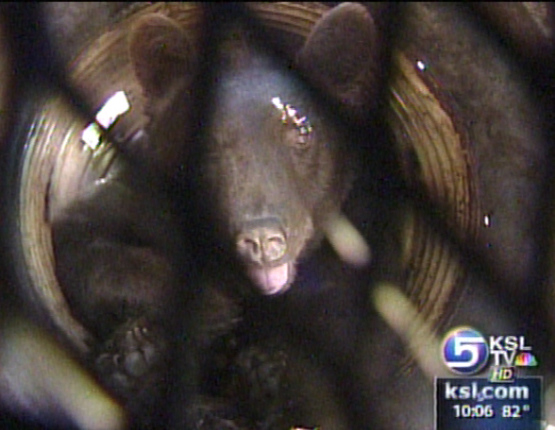 Bear Seen in Campground is Caught and Released