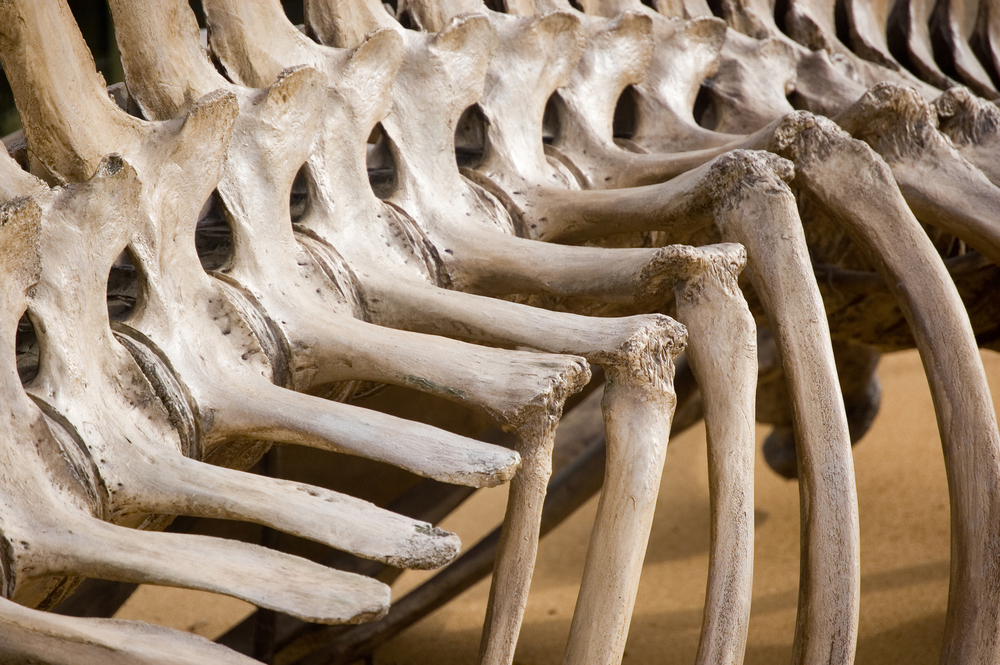 Paleontologists moving bones from southern Utah