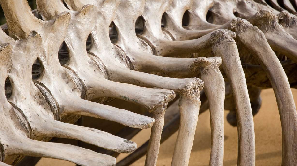 Paleontologists moving bones from southern Utah