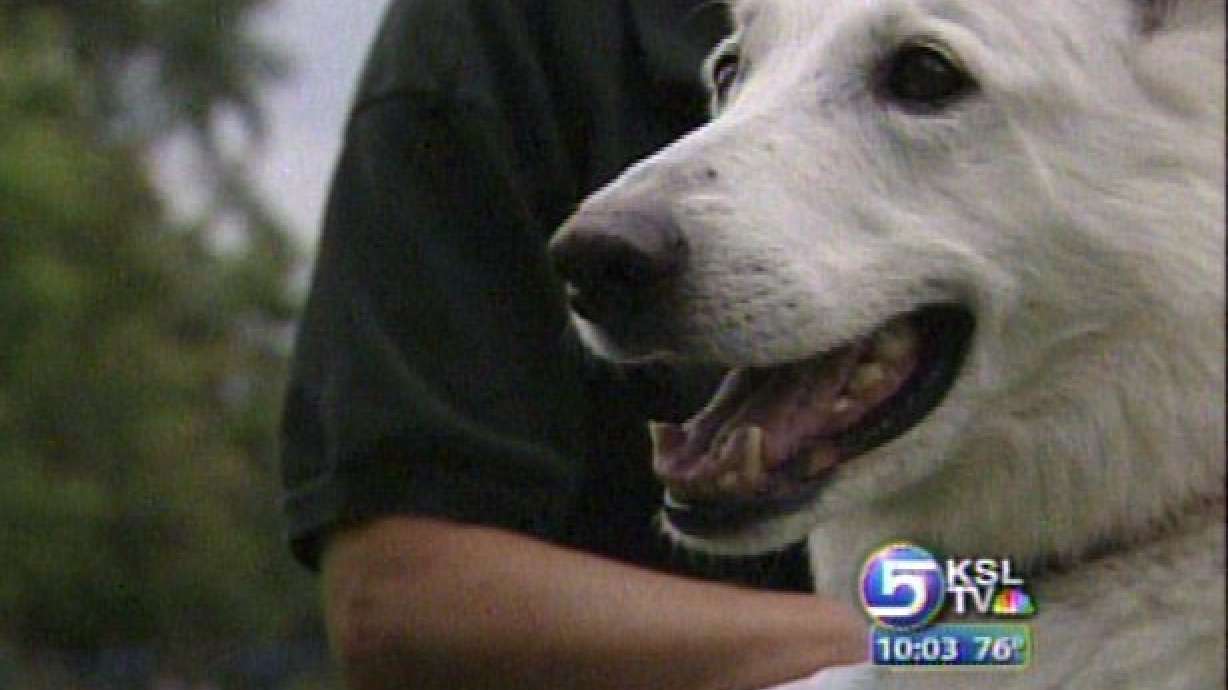 German Shepherd Joins Search for Destiny