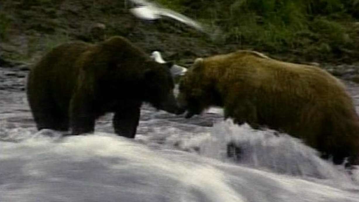 Bears in Sanctuary Available for Viewing Online