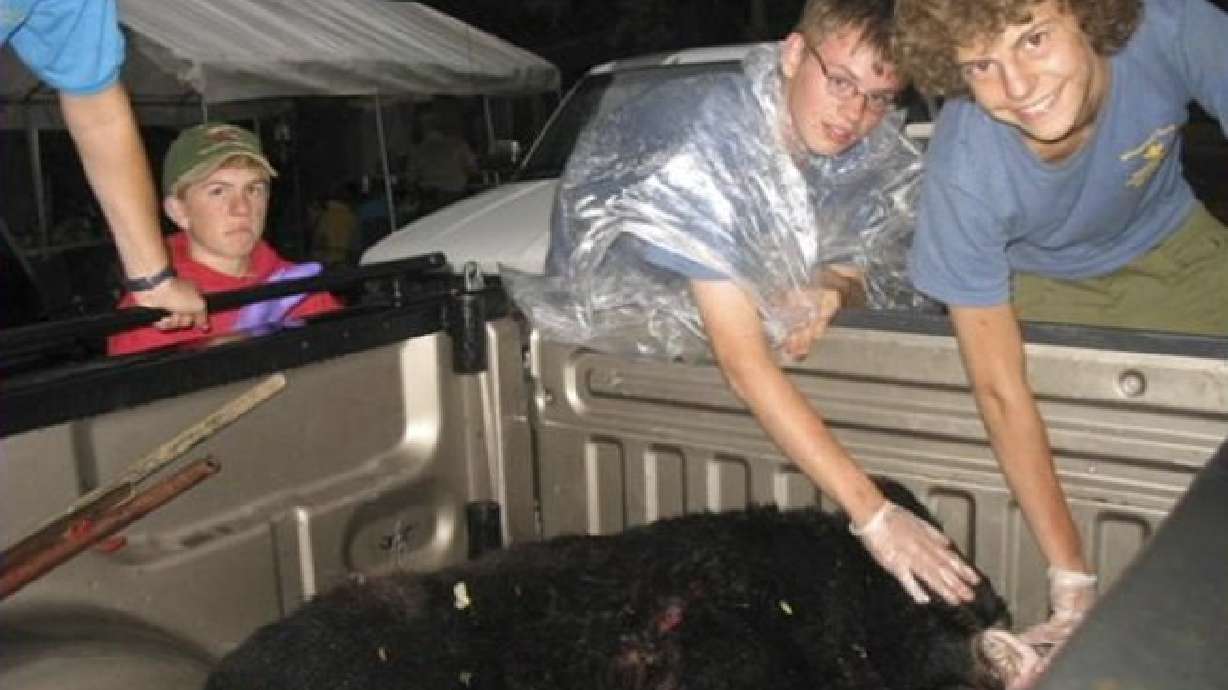 Black Bear Bites Boy Scout