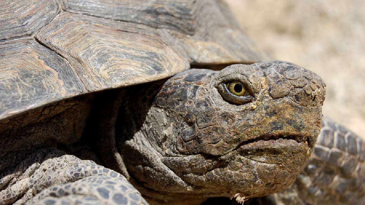 Biologist: Desert tortoises have flu-like illness