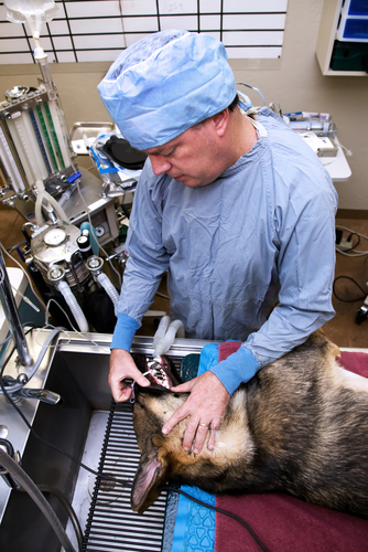Changes in animal care both good and bad