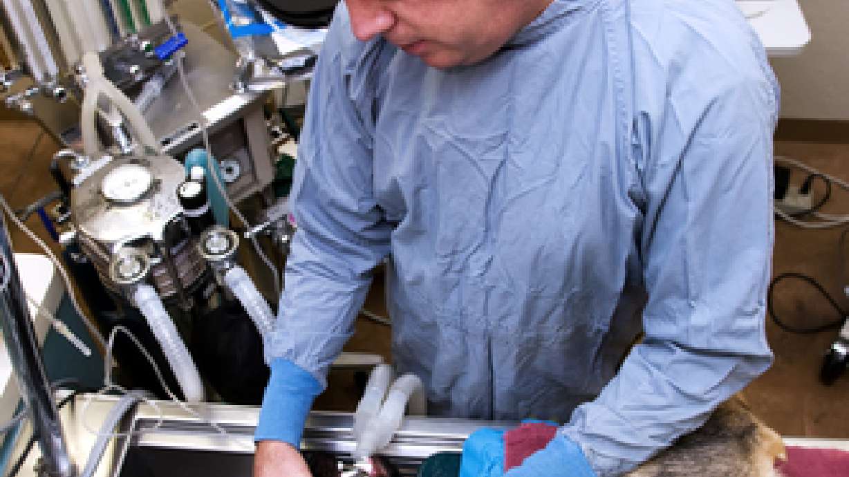 Changes in animal care both good and bad