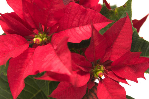 Poinsettia: Poin-set-ah or Poin-set-ee-ah?