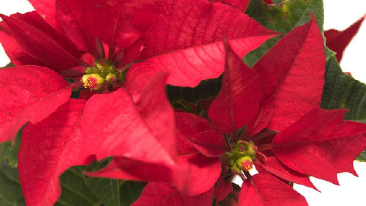 Poinsettia: Poin-set-ah or Poin-set-ee-ah?