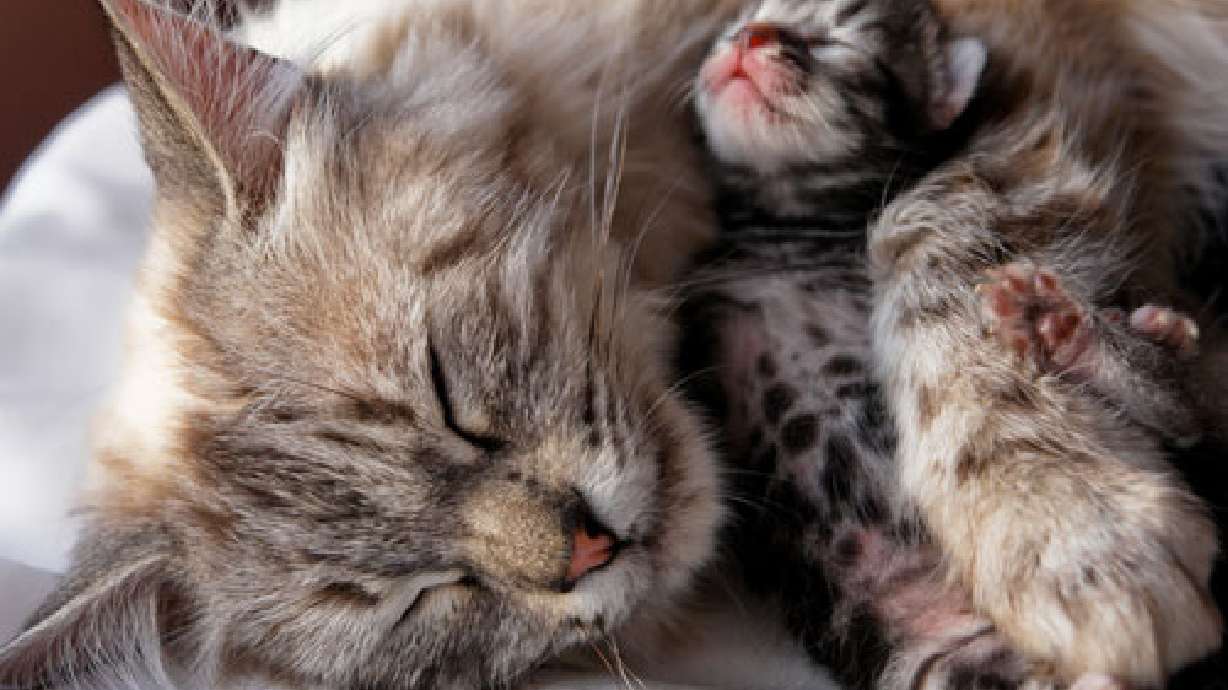 Morgan County limits cats to 2 per household