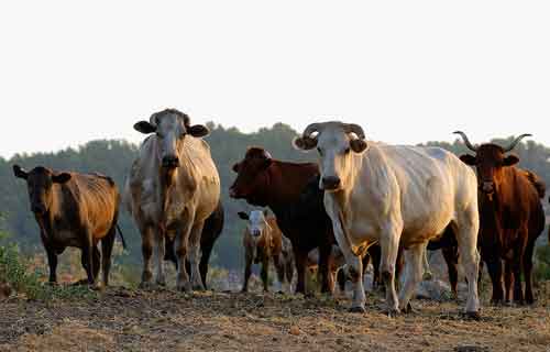 Reward is boosted in investigation of 10 dead cattle