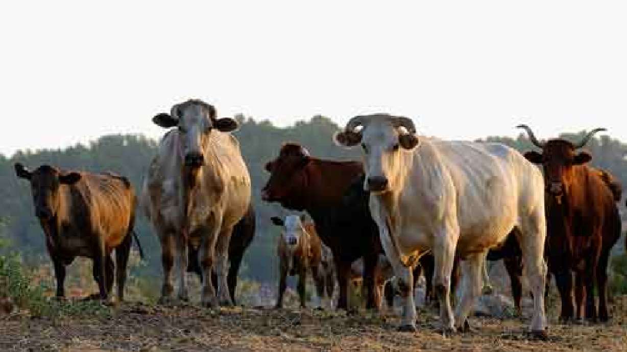 Reward is boosted in investigation of 10 dead cattle