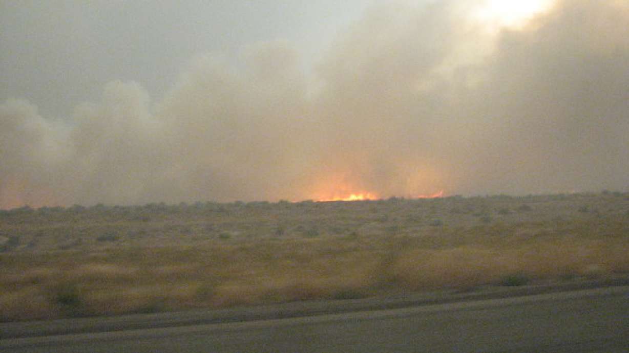 BLM Won't Plant Russian Shrub in Wildfire Areas