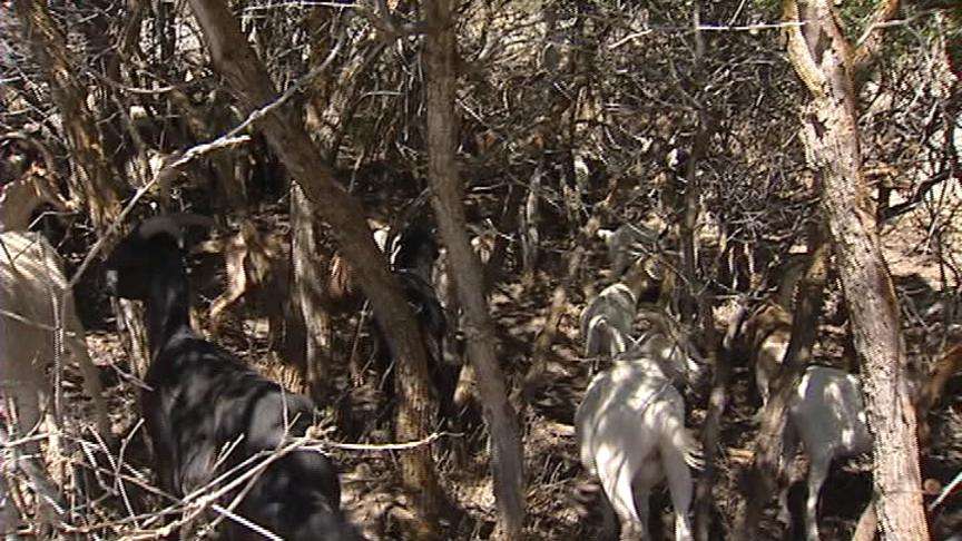 Homeowners Reduce Fire Danger Through Landscaping