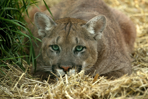 Cougar shot after killing family's dog