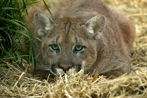 Harsh winter pushes cougars near towns; 3 euthanized